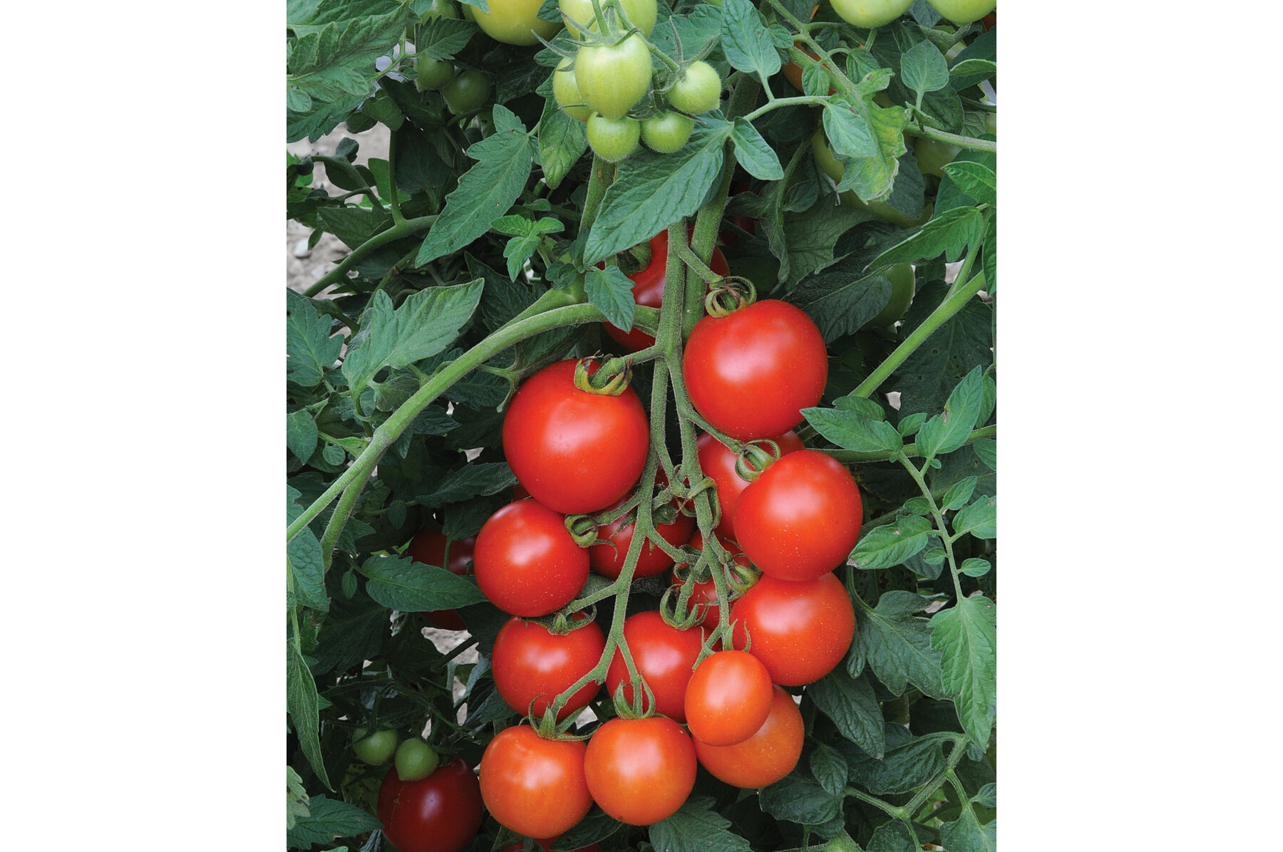 Mountain Magic Cocktail Tomatoes