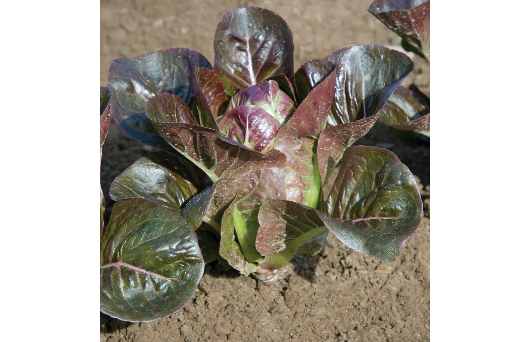 Breen Romaine Lettuce (Cos)