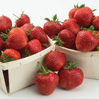 Yambu &ndash; Spring-Planted Strawberry Bare-Root Plants