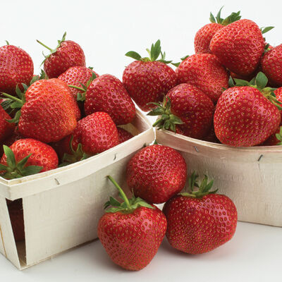 Yambu &ndash; Spring-Planted Strawberry Bare-Root Plants