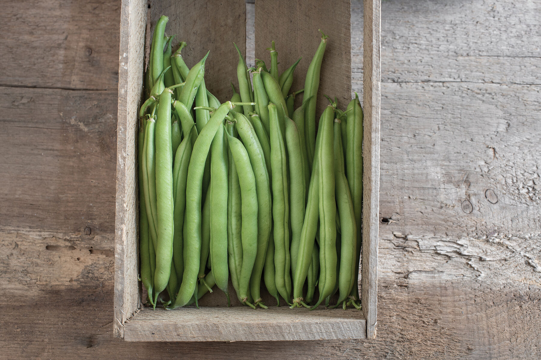 Provider Bush Beans
