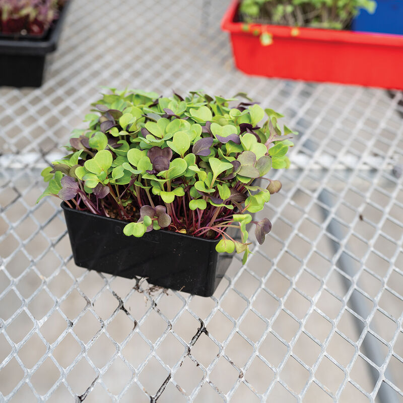 Polypro 5x5 Insert Pots &ndash; Black, 8 Count Plastic Pots