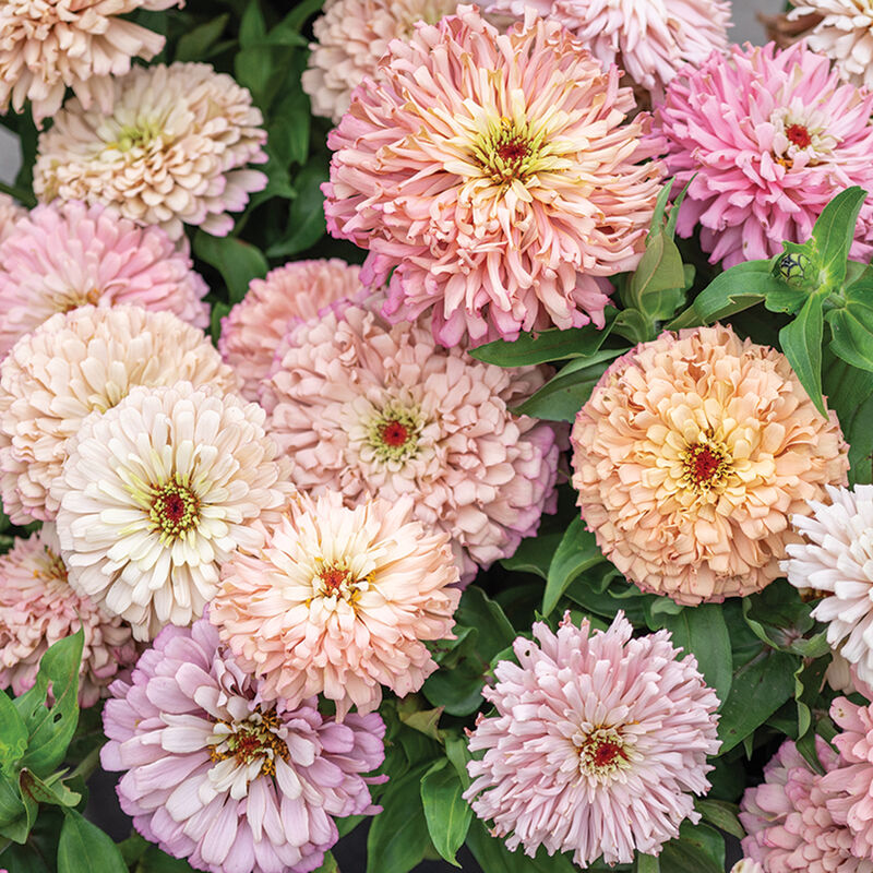 Ballerina Zinnias
