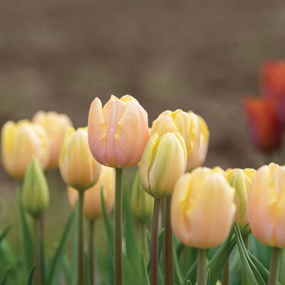 Mango Charm&reg; Tulips