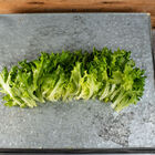 Caravel Salanova&reg; &ndash; Green Batavia Salanova&reg; Lettuce