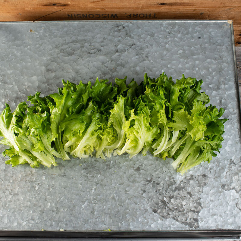 Caravel Salanova&reg; &ndash; Green Batavia Salanova&reg; Lettuce