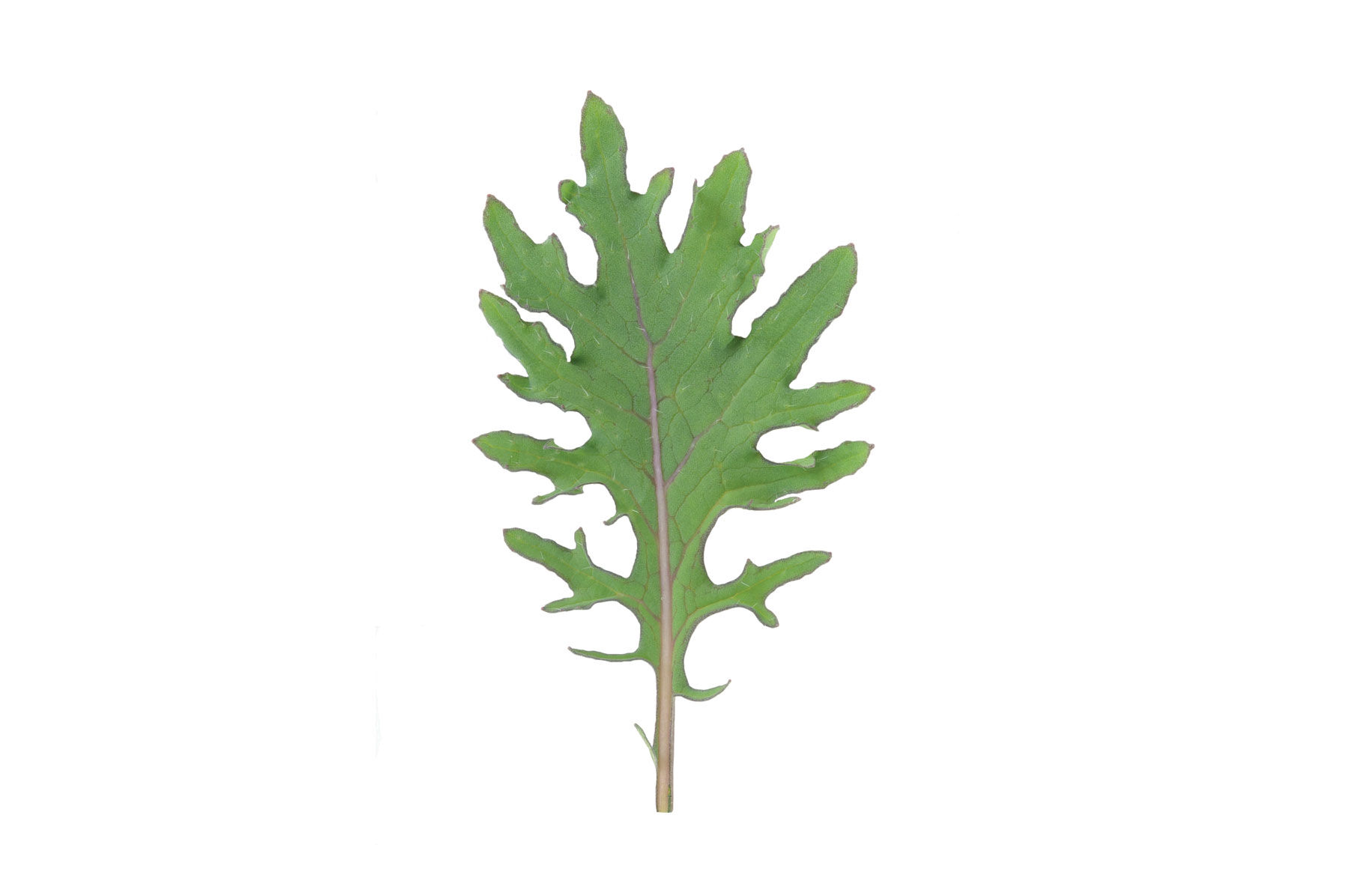 Red Russian Kale