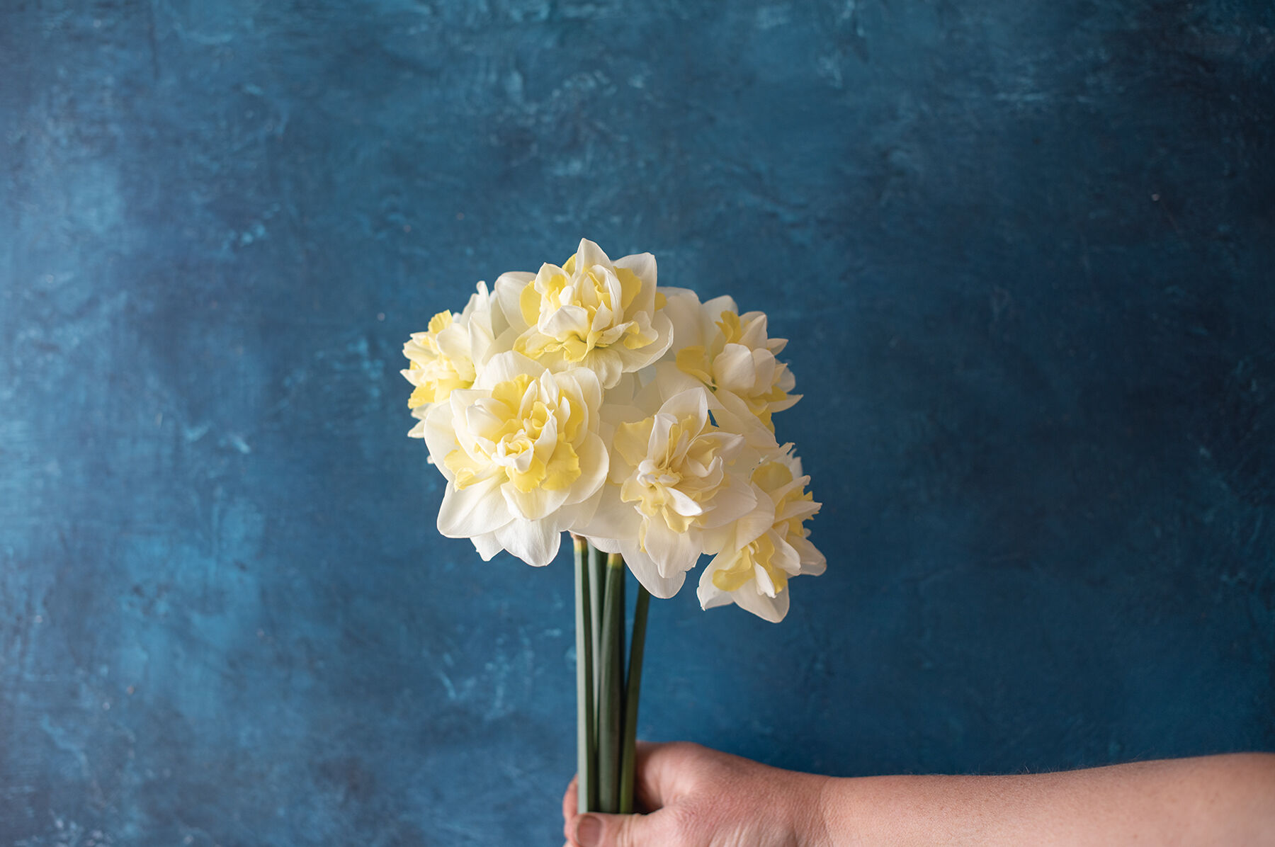 Easter Born Narcissus (Daffodil)
