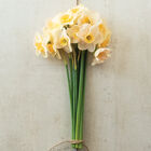 Prosecco Narcissus (Daffodil)