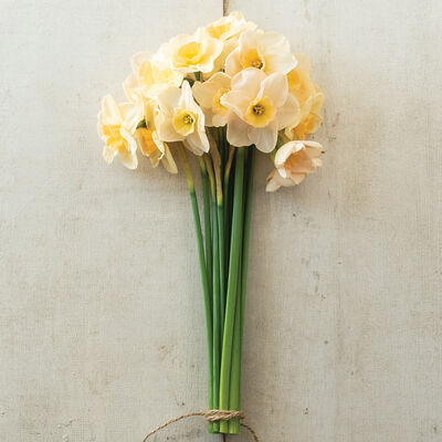 Prosecco Narcissus (Daffodil)