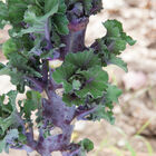 Autumn Star Kalettes&reg;