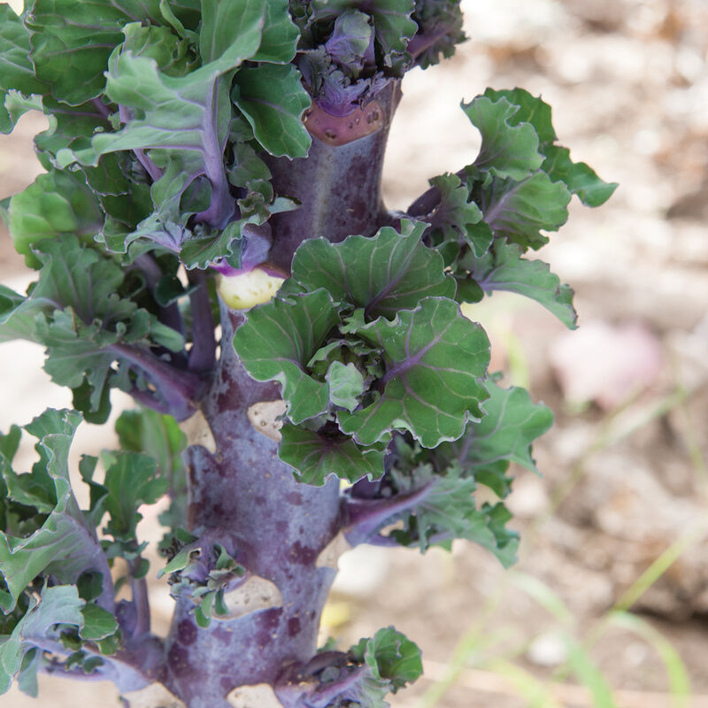 Autumn Star Kalettes&reg;