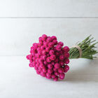 QIS&trade; Carmine Gomphrena (Globe Amaranth)