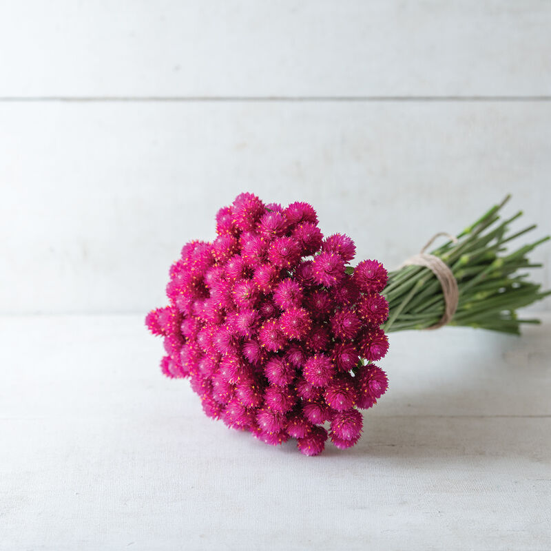 QIS&trade; Carmine Gomphrena (Globe Amaranth)