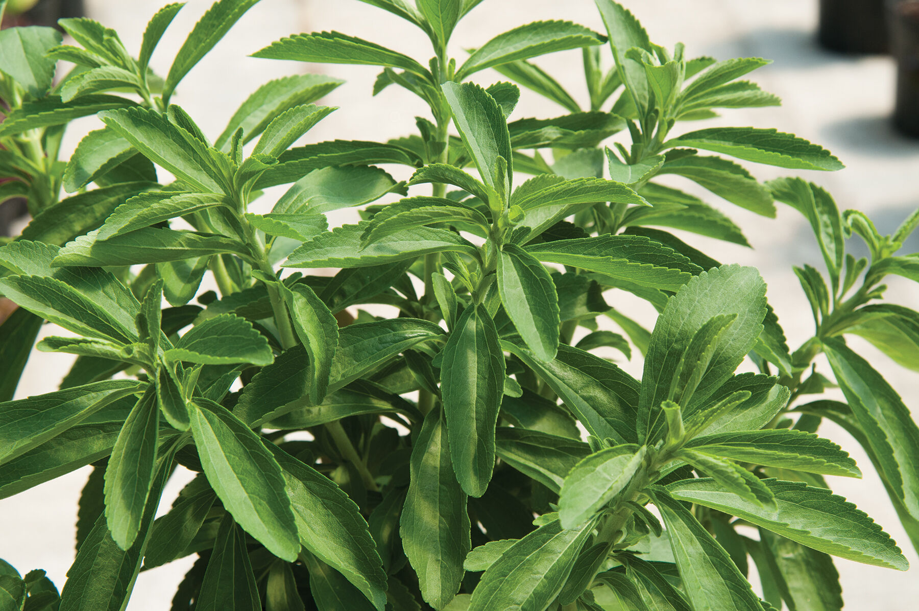 Stevia Stevia