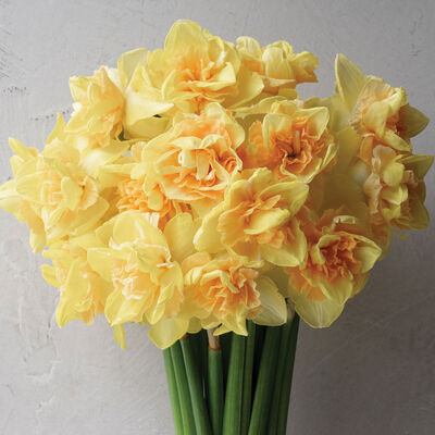 Bellabombe Narcissus (Daffodil)