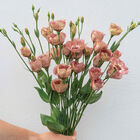 Pucchino Choco 3 Lisianthus