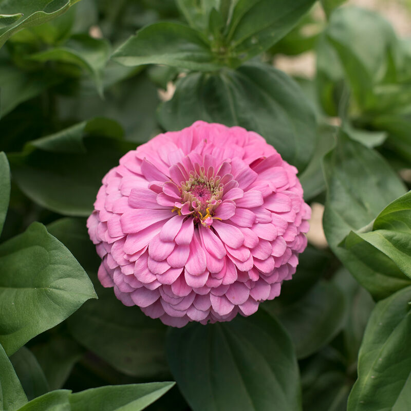 Benary's Giant Bright Pink Benary's Giant Series