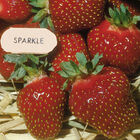 Sparkle &ndash; Spring-Planted Strawberry Bare-Root Plants