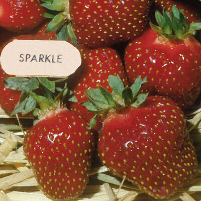 Sparkle &ndash; Spring-Planted Strawberry Bare-Root Plants