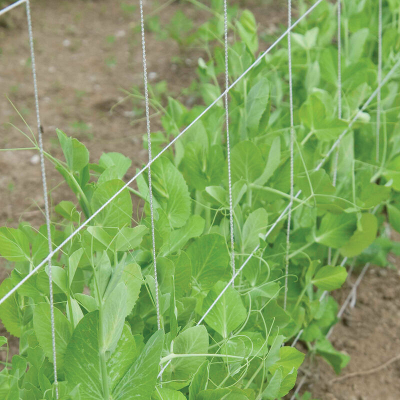 Trellis Plus &ndash; 5' x 60' Trellis Netting