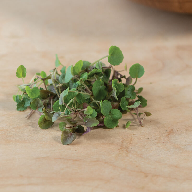 Anise Hyssop Microgreen Herbs