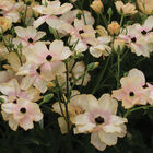 Butterfly&trade; Hestia&reg; Ranunculus