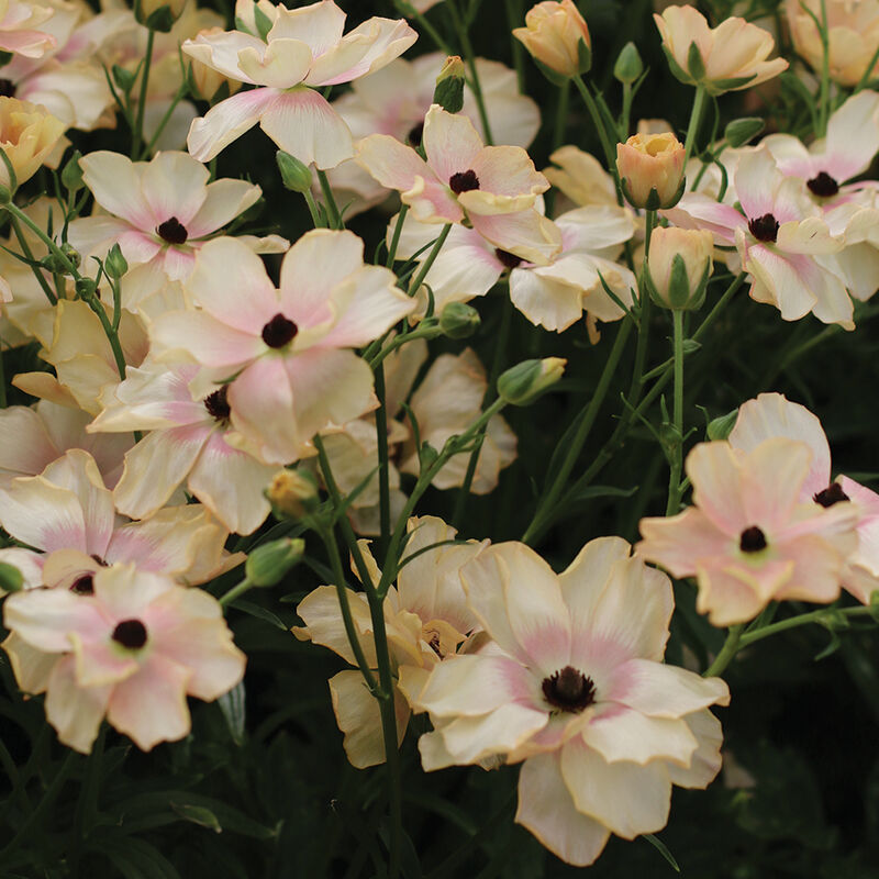Butterfly&trade; Hestia&reg; Ranunculus