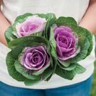 Crane&trade; Pink Kale, Ornamental