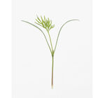 Dill Microgreen Herbs