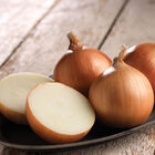 Outlander Full-Size Onions