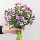 Floral Power Plum Antique Viola (Pansy)