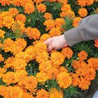 Bonanza&trade; Deep Orange French Marigolds