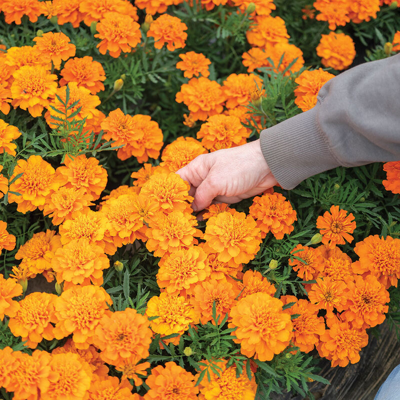 Bonanza&trade; Deep Orange French Marigolds