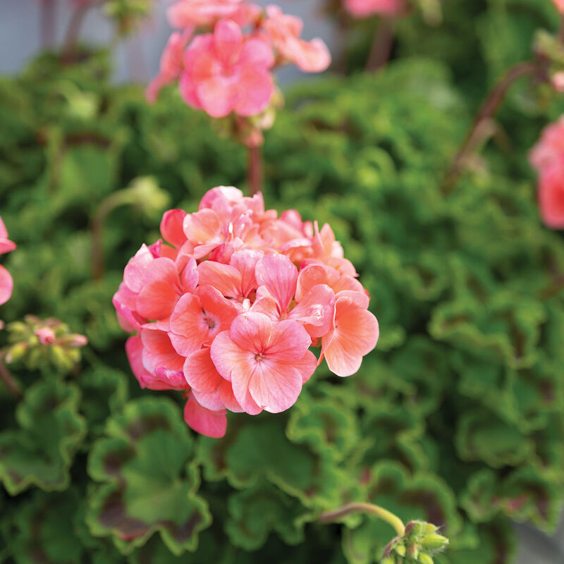 Maverick&trade; Salmon Geranium (Pelargonium)