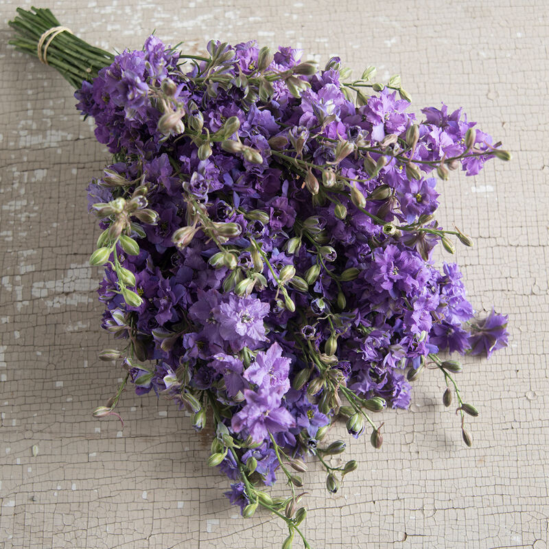 QIS&trade; Lilac Larkspur