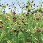 Bronze Queen Nicotiana