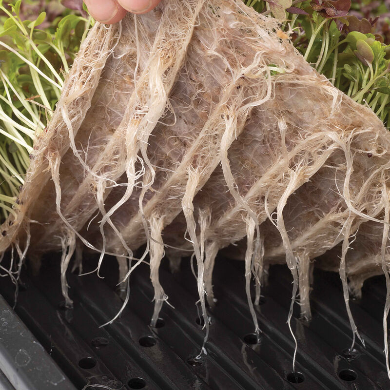Terrafibre Hemp Grow Mats, 10" x 20" &ndash; 140 Count Microgreens Supplies