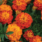 Bonanza&trade; Harmony French Marigolds