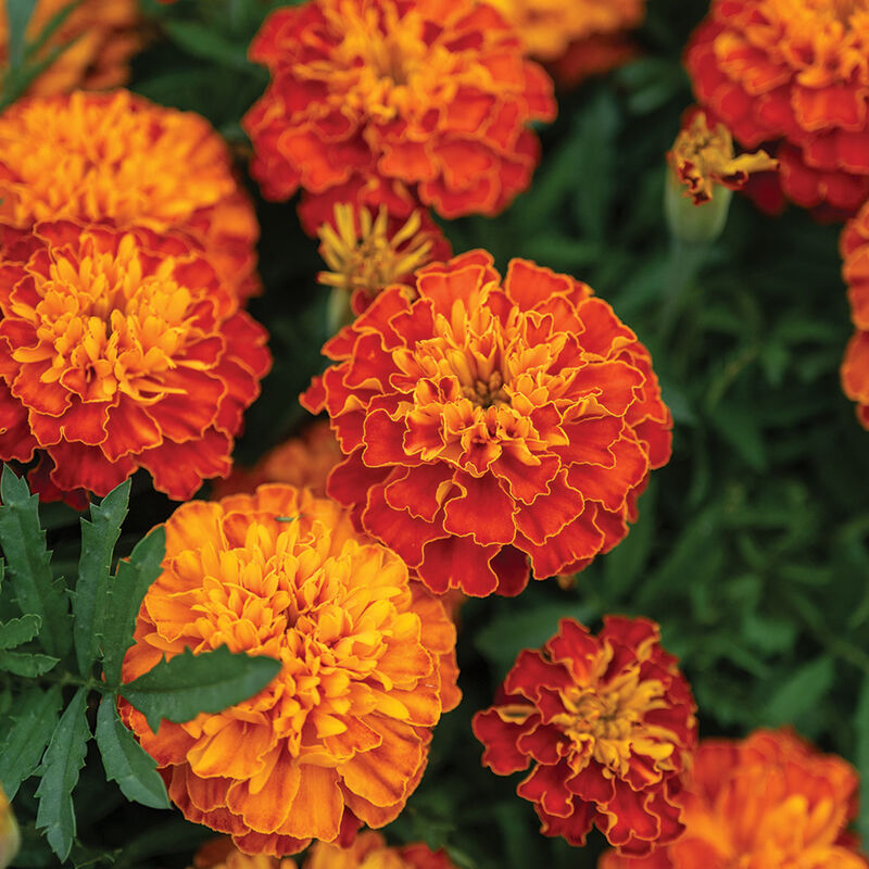 Bonanza&trade; Harmony French Marigolds
