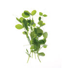 Pea, Field Shoots