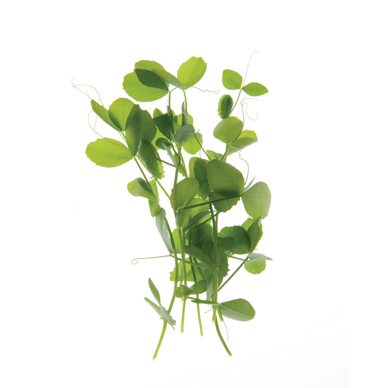 Pea, Field Shoots