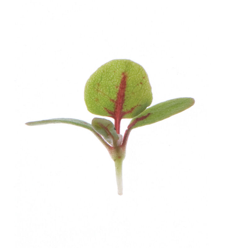 Sorrel, Red Veined Microgreen Herbs
