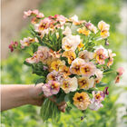 Nature&trade; Antique Shades Viola (Pansy)