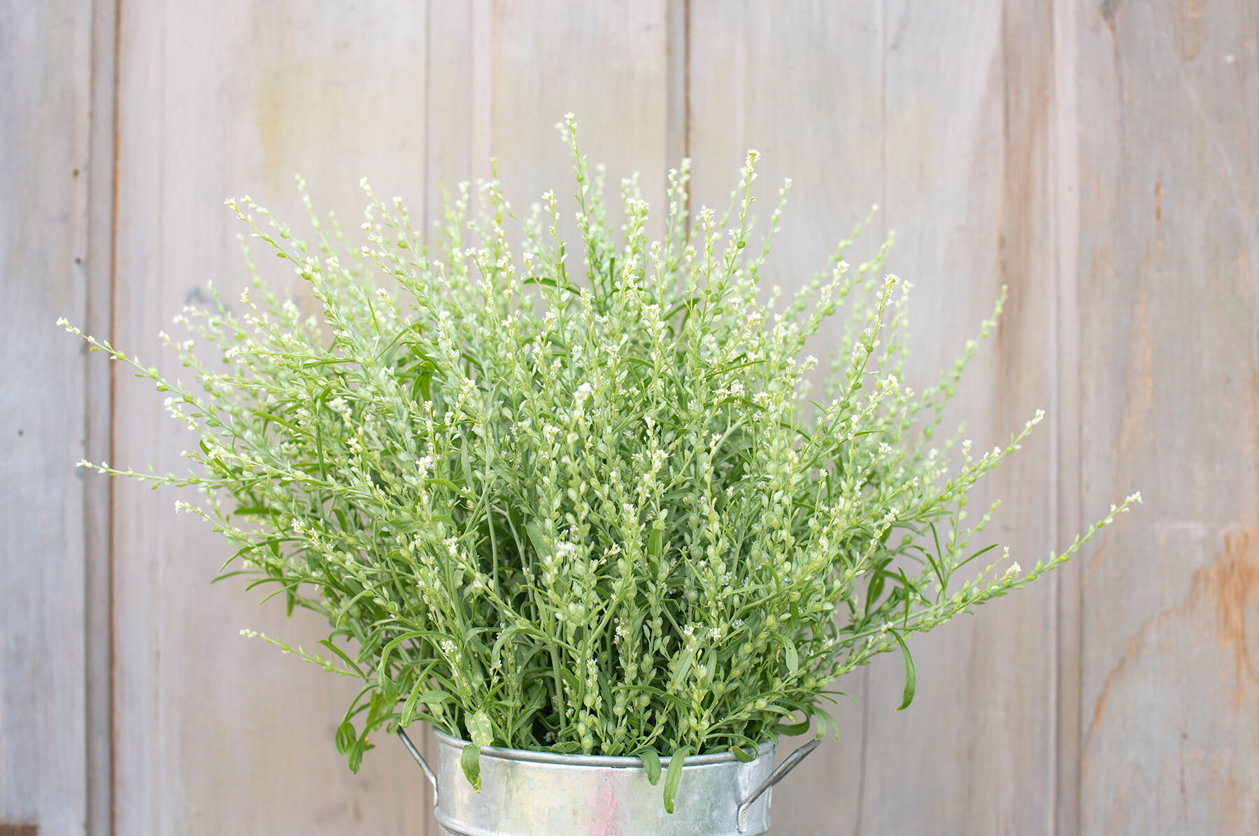 Persian Cress Cress, Ornamental