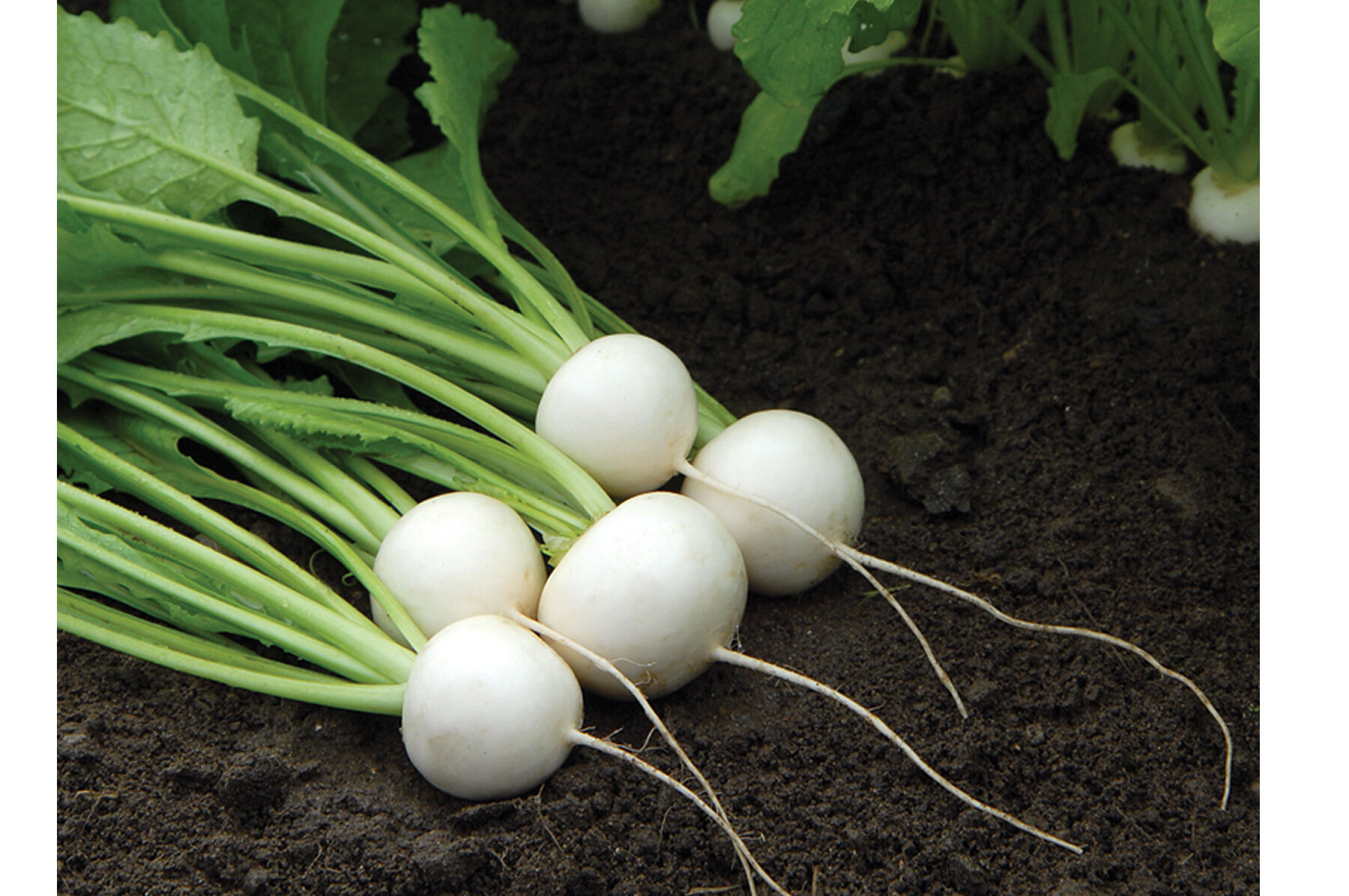 Hakurei Turnips