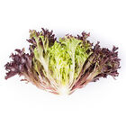 Codex Salanova&reg; &ndash; Hydroponic Red Sweet Crisp Salanova&reg; Lettuce