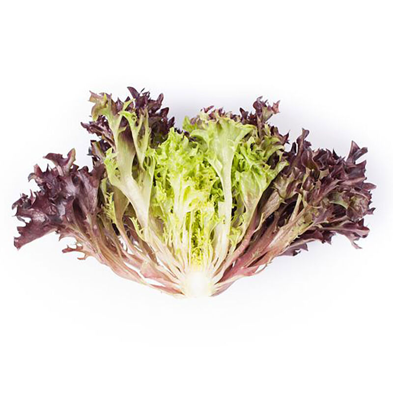 Codex Salanova&reg; &ndash; Hydroponic Red Sweet Crisp Salanova&reg; Lettuce