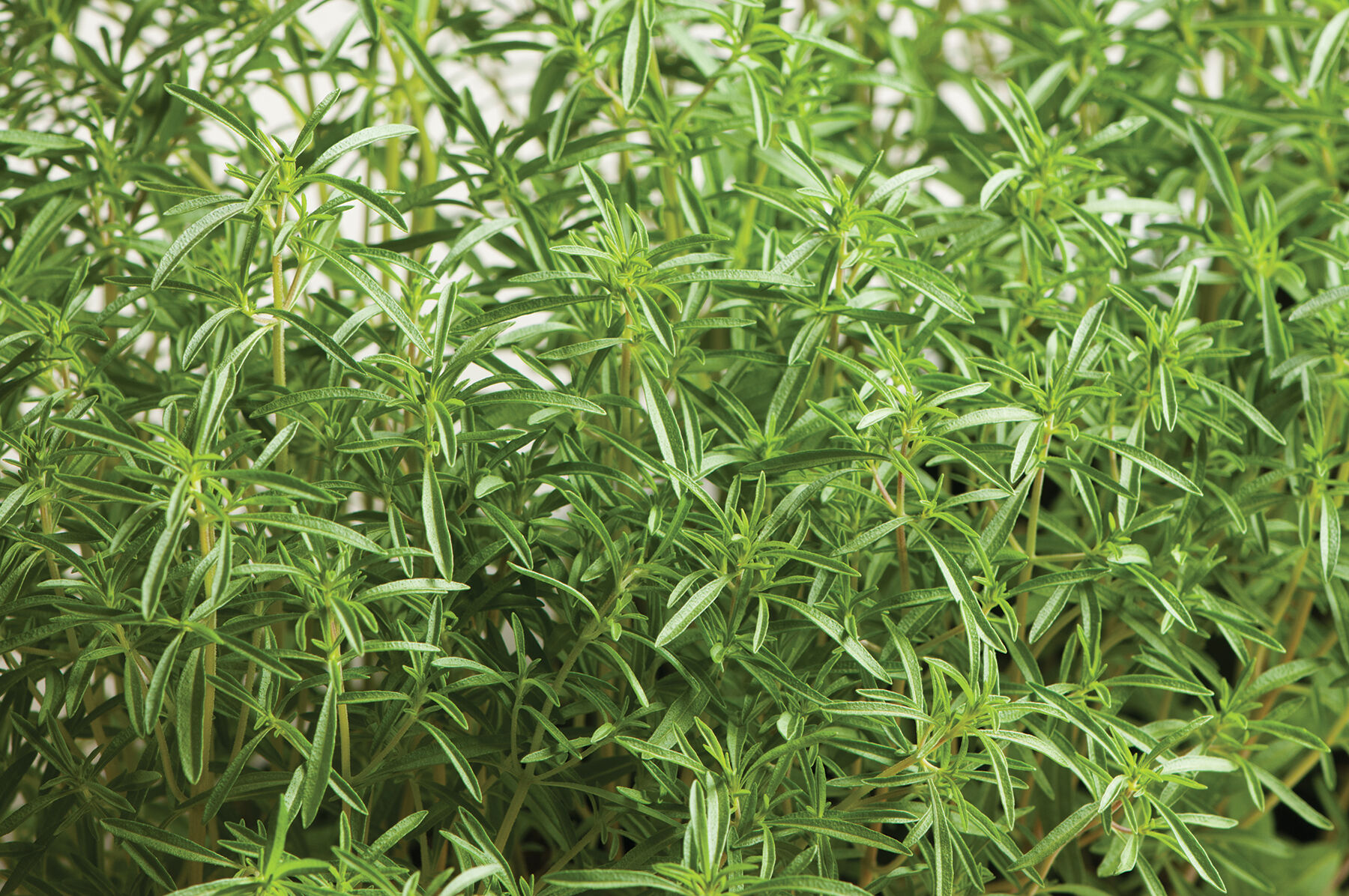 Compact Summer Savory Savory
