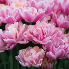 Pink Star&reg; Tulips